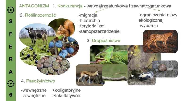 przykładowy slajd - kurs biologia_compressed